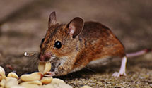 24 Hour & Emergency Exterminators in Behrend College, PA